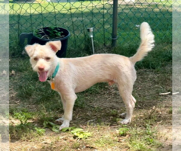Medium Photo #5 Mutt Puppy For Sale in Cliffwood, NJ, USA