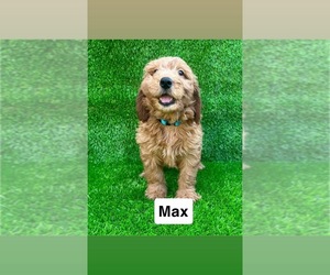 Golden Retriever-Unknown Mix Puppy for sale in CHULA VISTA, CA, USA
