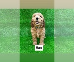 Image preview for Ad Listing. Nickname: Max