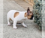 Small Photo #13 French Bulldog Puppy For Sale in FORDS, NJ, USA