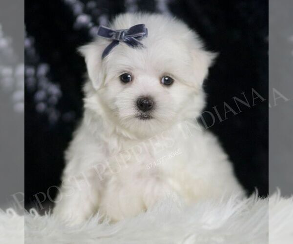 Medium Photo #5 Maltese Puppy For Sale in WARSAW, IN, USA
