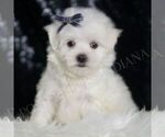 Small #4 Maltese