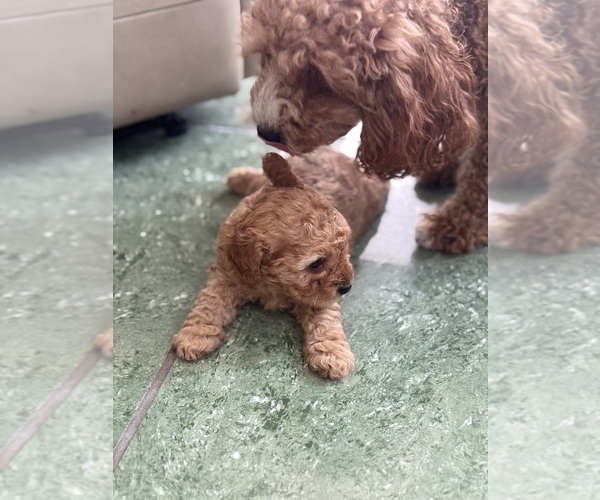 Medium Photo #10 Cavapoo-Poodle (Toy) Mix Puppy For Sale in PENSACOLA, FL, USA