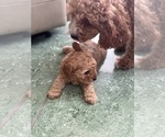 Small Photo #10 Cavapoo-Poodle (Toy) Mix Puppy For Sale in PENSACOLA, FL, USA