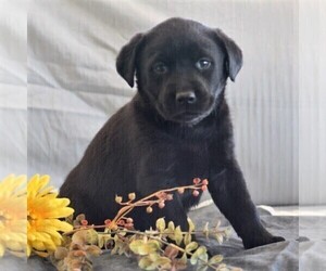 Labrador Retriever Puppy for sale in BUCKINGHAM, VA, USA