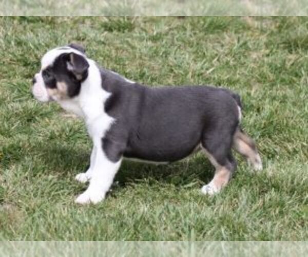 Medium Photo #3 Bulldog Puppy For Sale in MARSHFIELD, MO, USA