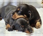 Small Photo #3 Dachshund Puppy For Sale in HATTIESBURG, MS, USA