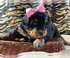 Bernedoodle (Miniature) Puppy for sale in CRAWFORDSVLLE, IA, USA