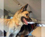 Ariel - Located in NE - Female German Shepherd Dog-Unknown Mix Dog for Adoption - Small photo