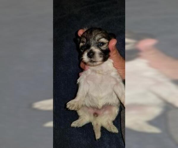 Medium Photo #7 Zuchon Puppy For Sale in SHAWNEE, KS, USA