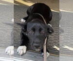 Small #5 Siberian Husky Mix