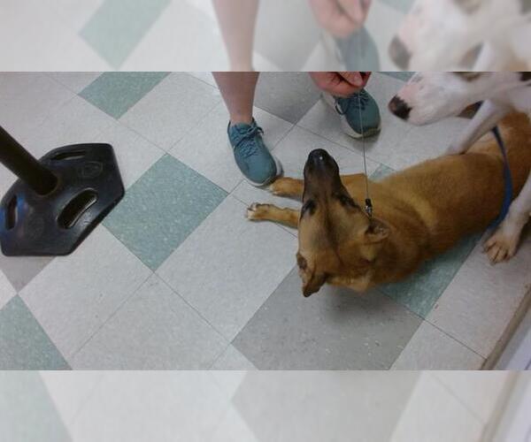 Medium Photo #1 German Shepherd Dog-Unknown Mix Puppy For Sale in Oklahoma City, OK, USA