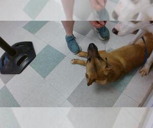 German Shepherd Dog-Unknown Mix Dogs for adoption in Oklahoma City, OK, USA