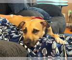 Small Photo #10 Black Mouth Cur-Labrador Retriever Mix Puppy For Sale in Rockaway, NJ, USA