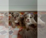 Small #2 English Bulldog