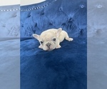 Small #38 French Bulldog