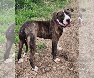 American Pit Bull Terrier-Unknown Mix Dogs for adoption in Batavia, NY, USA