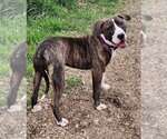 Small American Pit Bull Terrier Mix