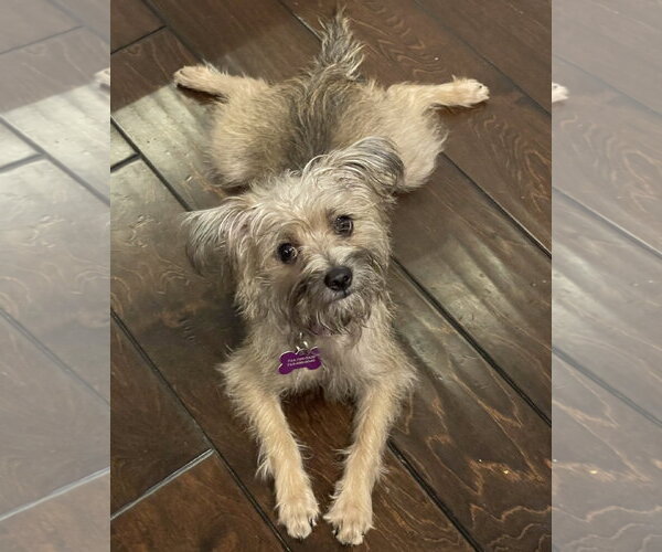 Medium Photo #1 Mutt Puppy For Sale in Corona, CA, USA
