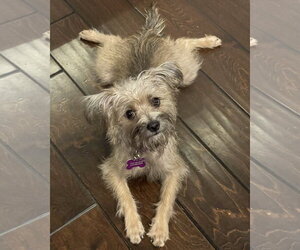 Mutt Dogs for adoption in Corona, CA, USA