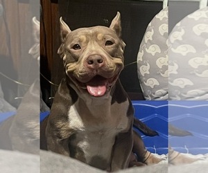 Mother of the American Bully puppies born on 06/08/2026