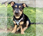Small #1 Mutt