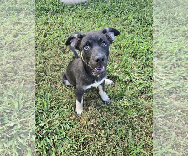 Medium Photo #5 Siberian Husky-Unknown Mix Puppy For Sale in McDonough, GA, USA