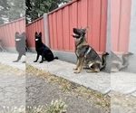 Small #21 German Shepherd Dog