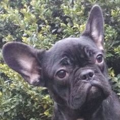View Ad: French Bulldog Puppy for Sale near District of Columbia ...