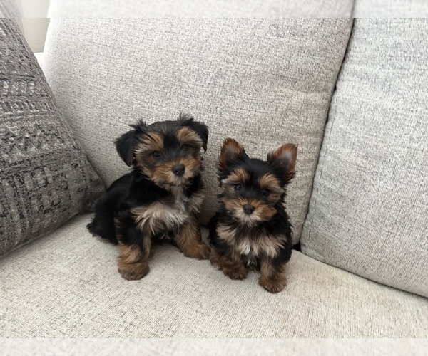 Medium Photo #2 Yorkshire Terrier Puppy For Sale in SAN ANTONIO, TX, USA