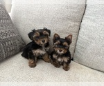 Small #1 Yorkshire Terrier