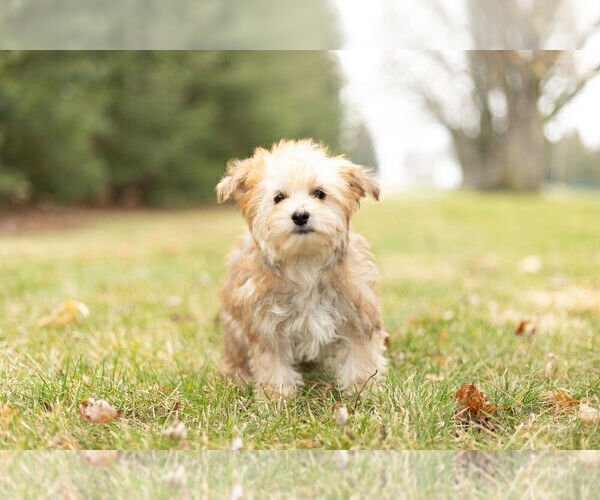 Medium Photo #8 Morkie Puppy For Sale in NAPPANEE, IN, USA