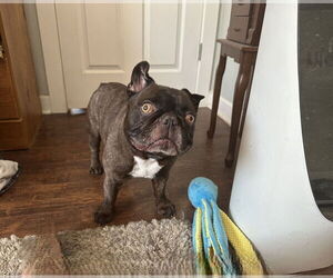 French Bulldog Dogs for adoption in St. Louis Park, MN, USA