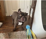 Small French Bulldog