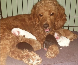 Mother of the Cavapoo puppies born on 02/21/2022