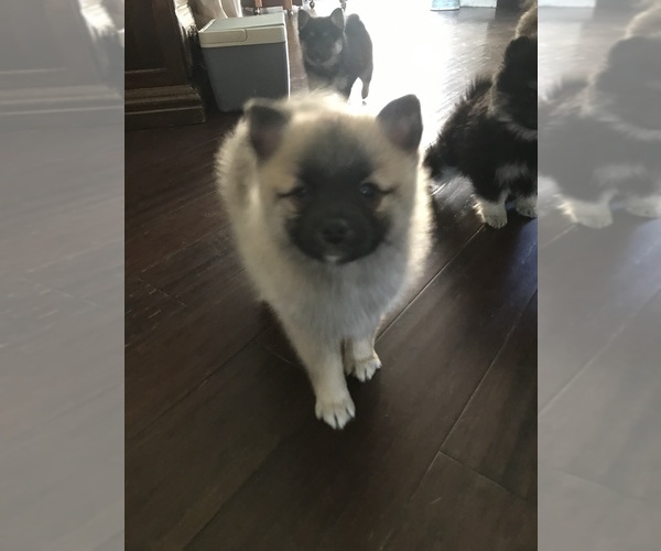 Medium Photo #1 Pomsky Puppy For Sale in SUBLIMITY, OR, USA
