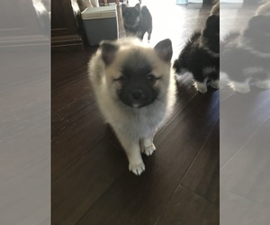 Pomsky Puppy for sale in SUBLIMITY, OR, USA