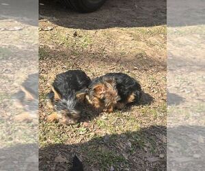 Yorkshire Terrier Puppy for sale in ATLANTA, GA, USA