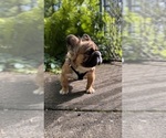 Small #9 French Bulldog
