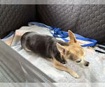 Small #5 Chihuahua Mix
