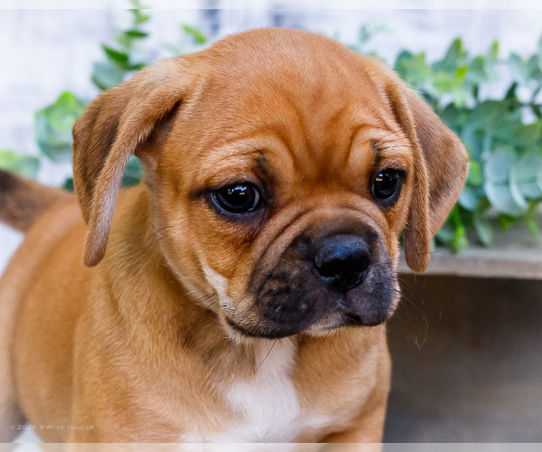 Medium Photo #9 Puggle Puppy For Sale in WAKARUSA, IN, USA