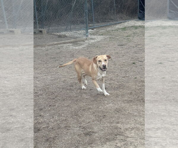 Medium Photo #1 Mutt Puppy For Sale in Eastman, GA, USA