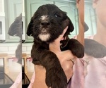 Small Photo #27 Bernedoodle Puppy For Sale in MOULTON, AL, USA