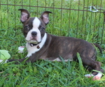 Small #4 Boston Terrier