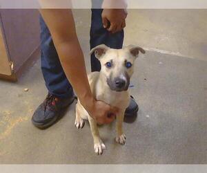 German Shepherd Dog-Unknown Mix Dogs for adoption in Sacramento, CA, USA