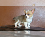 Small #4 Pembroke Welsh Corgi