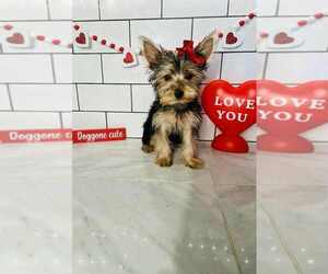 Yorkshire Terrier Puppy for sale in INDIANAPOLIS, IN, USA