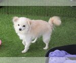 Small Photo #3 Pomeranian Puppy For Sale in Imperial Beach, CA, USA