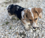 Small #13 American Corgi