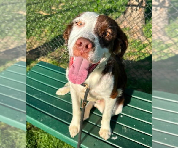 Medium Photo #2 Colonial Cocker Spaniel-Unknown Mix Puppy For Sale in Evansville, IN, USA